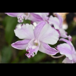 TRADE LISTING DO NOT BUY.